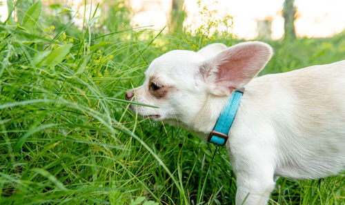 Close-up of a dog on field