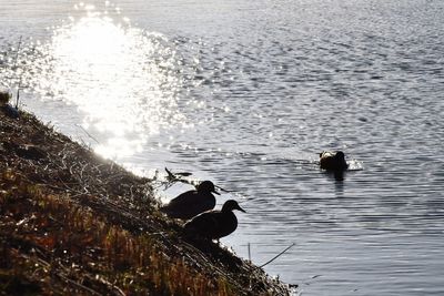 Swans swimming on lake