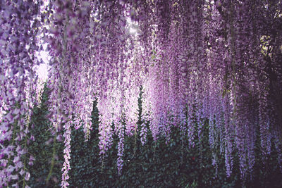 Full frame shot of purple flowers