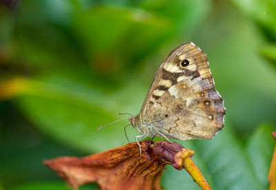 Close-up of butterfly on leaf