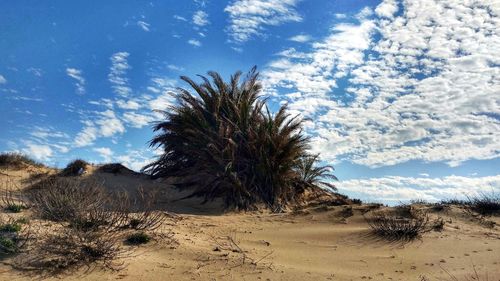 Trees on desert against sky