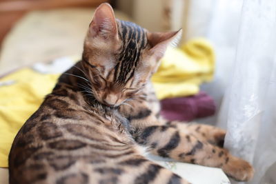 Cute bengal cat washes himself at home
