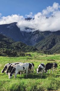 Cows grazing in the field