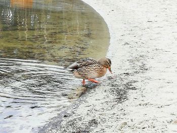 High angle view of mallard duck on the lake