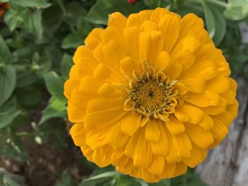 Close-up of yellow marigold flower