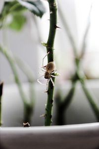 Close-up of spider on plant