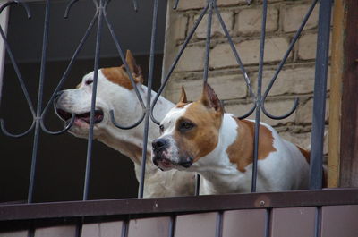 Two lonely bored pitbulls on a balcony, waiting for an owner to come home