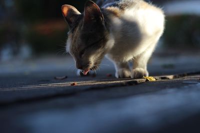 Close-up of cat