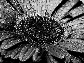 Full frame shot of wet flower