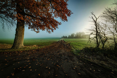 Trees on field against sky during autumn