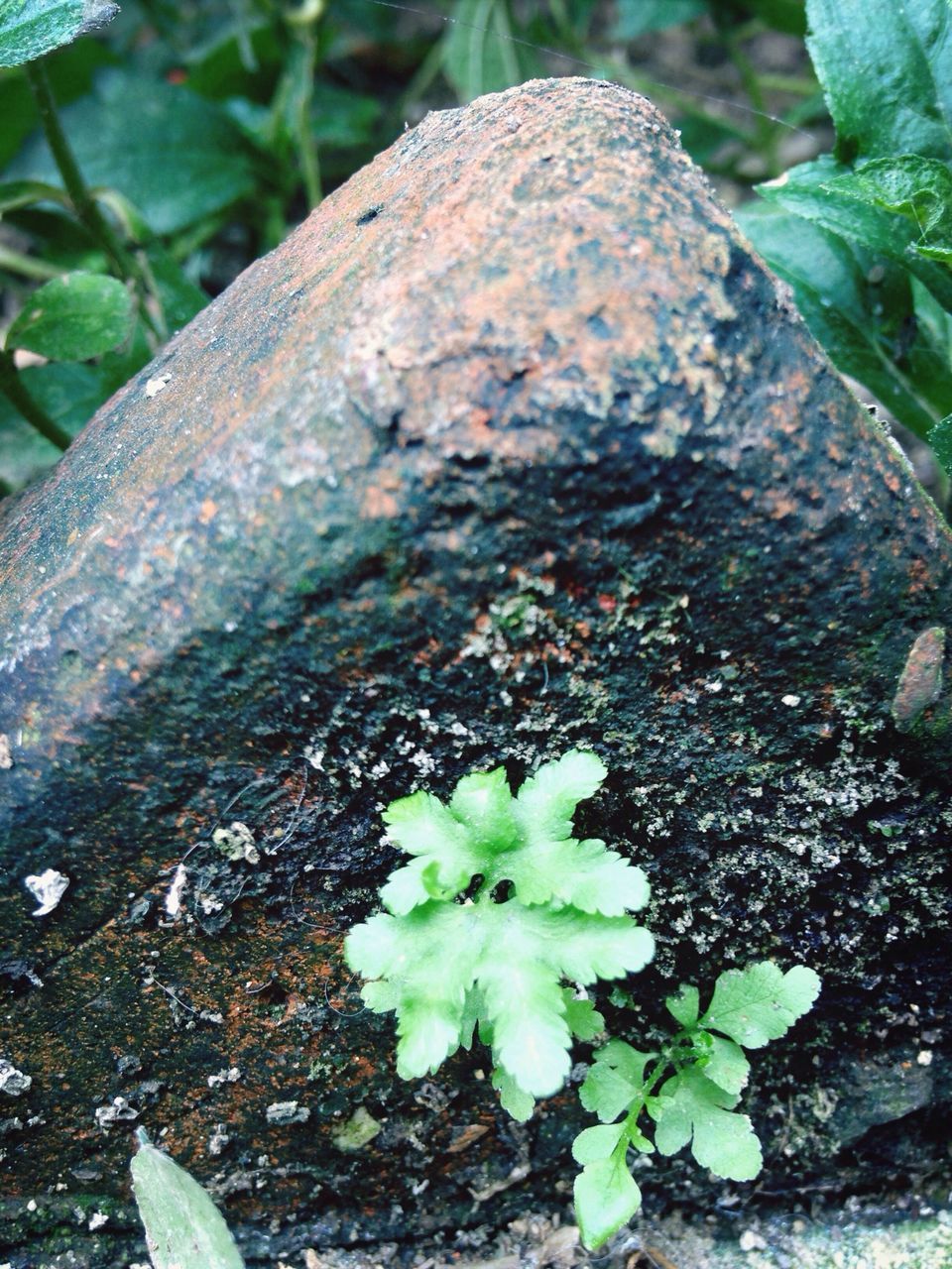 growth, leaf, plant, green color, close-up, nature, moss, growing, focus on foreground, beauty in nature, freshness, rock - object, day, outdoors, high angle view, tranquility, forest, no people, botany, fragility