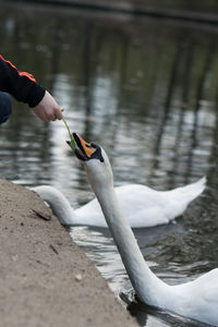 Cropped hand feeding leaf to swan in lake