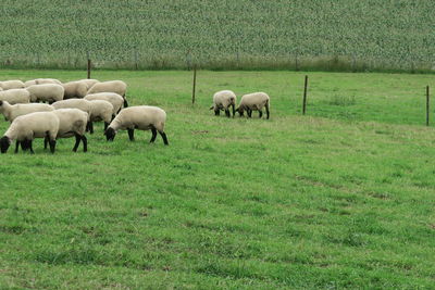 Sheep grazing in field