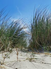 Grass growing on beach against sky