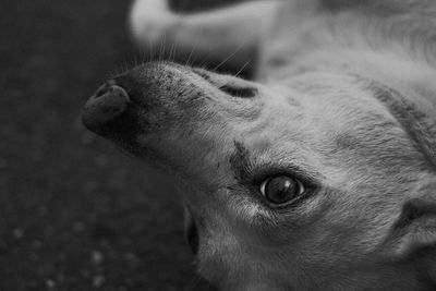 Close-up of a dog