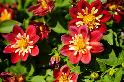 Close-up of red flowering plants