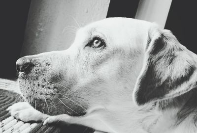 Close-up of dog looking away at home