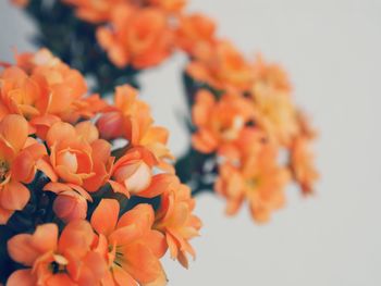 Close-up of orange flowers against white background