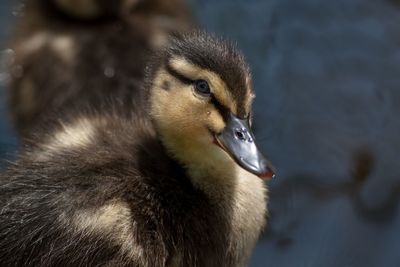 Close-up of duckling on sunny day