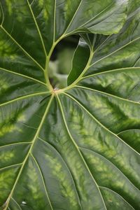 Full frame shot of leaf