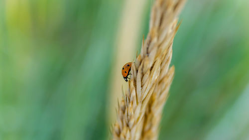 Ladybug on grass 