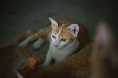 Close-up of cat looking away at home