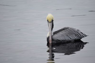 Bird in water