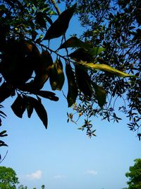 Low angle view of leaves against blue sky