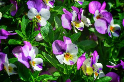 Close-up of purple flowers blooming outdoors