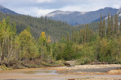 Scenic view of forest against sky