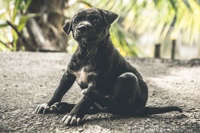 Close-up portrait of dog sitting outdoors