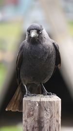 Close-up of crow looking at camera sitting on wooden post