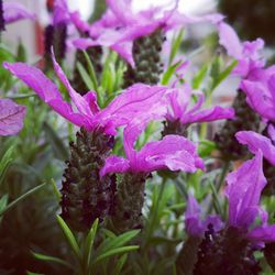 Close-up of pink flowering plants