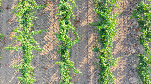 High angle view of trees in forest