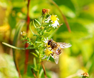 Close-up of bee pollinating on flower