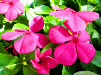 Close-up of pink flowers blooming outdoors