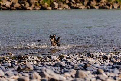 View of dog on beach