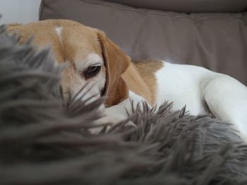 Close-up of a dog resting