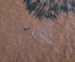 High angle view of fishes swimming in sea