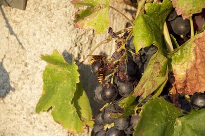 Close-up of grapes growing in farm