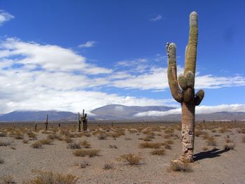 Cactus in desert against blue sky