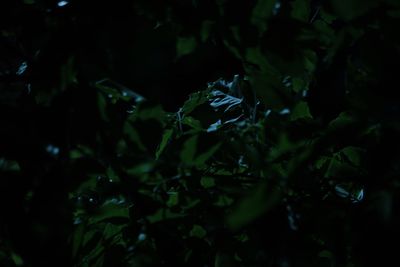 Close-up of fresh green plant in forest