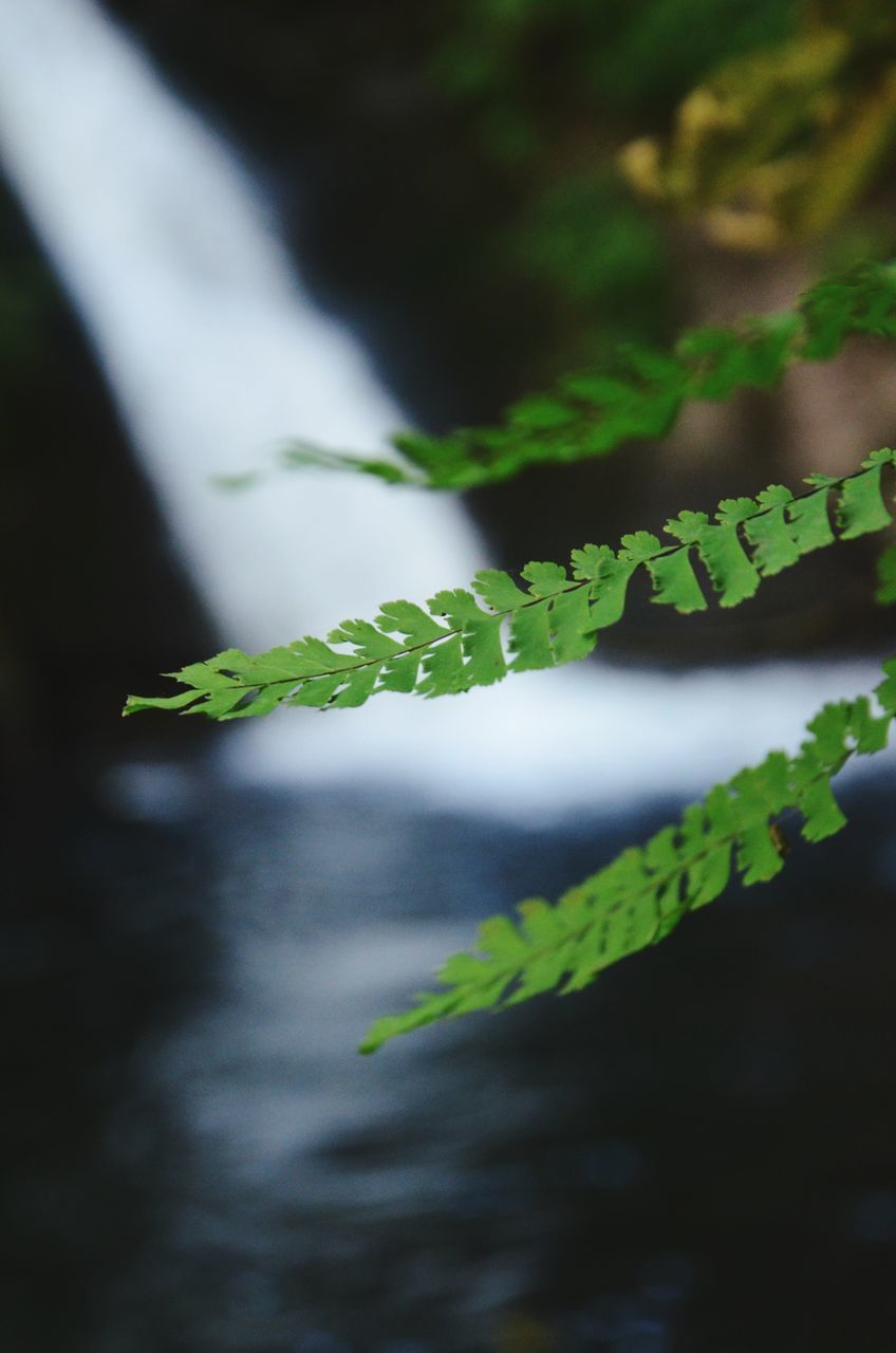 HIGH ANGLE VIEW OF PLANT LEAVES