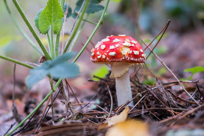 Close-up of fly agaric mushroom