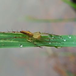 Close-up of insect on leaf