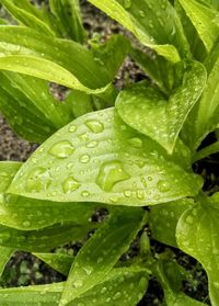 Close-up of wet plant leaves during rainy season