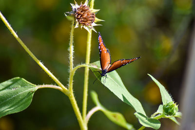 Close-up of insect on plant