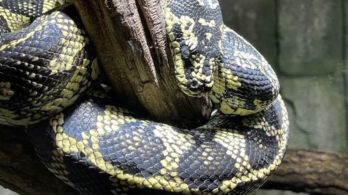 Sleeping yellow and dark snake closeup, resting after having caught some food.