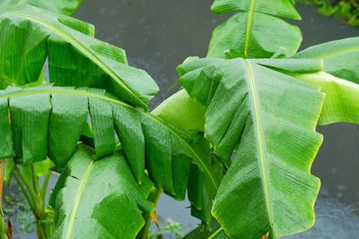 Close-up of plant