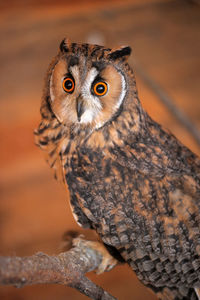 Close-up portrait of owl